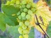 Albariño