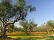 ARTOLIO, proyecto para apoyar pequeño productor aceite área Mediterráneo