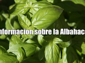 Información sobre Albahaca