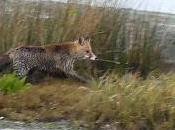 invitado sorpresa marisma