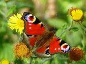 Pavo real, ciclo anual