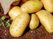 beneficios patata para salud