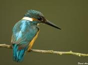 Segundas puestas martín pescador