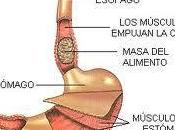Varices esofágicas