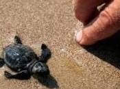 Ejemplares tortuga boba liberados Parque Natural Cabo Gata Níjar