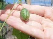 Melón Pequeño, Pepquino