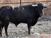 Visita ganadería cebada gago: toros leyenda