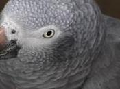 Yaco (Psittacus erithacus)