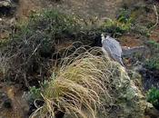 ¡¡increíble!! nunca visto nada igual ¿qué hace esta aquí?