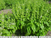 Albahaca usos propiedades medicinales