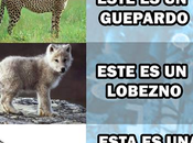 Todos Logan...