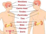 Sistema endocrino