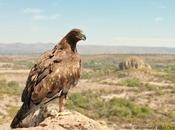 Busca reintroducir águila real áreas naturales protegidas edoméx