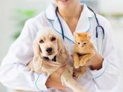 Animal Health refuerza mensaje sobre importancia vacunación mascotas