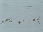 Limícolas invernantes Llodero