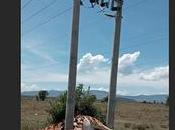 Tres jirafas especies raras electrocutaron líneas eléctricas Kenia