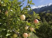 manzana, bocado salud respetuoso medio ambiente, según Venosta