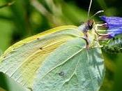 Mariposa cleopatra, ciclo anual