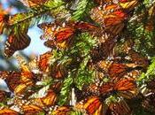 Población mariposas monarca caen tala ilegal sequía México