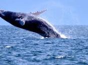 Ballenas Samana Republica Dominicana