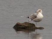 Comienza migración prenupcial