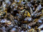 Estudio: ¿son aguacates culpables muertes abejas Colombia?