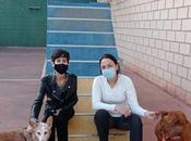 Blogssipgirl presenta: adiestramiento canino, mascota mejor compañero