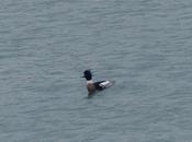 Serreta mediana Llodero