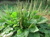 Llantén (Plantago lanceolata)