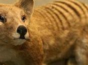 ¿Aún vive tigre Tasmania? Nuevas "evidencias", mismas lamentables conclusiones