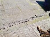 gata vieja tórtolas turcas