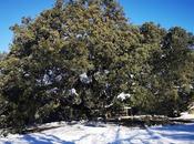 Carrasca Milenaria Lecina, elegida Árbol Europeo Año.