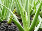 Zábila (Zábila Aloe vera