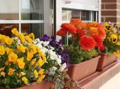 Plantas cálidas balcones