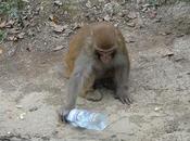 ¿Por sueltas este cacahuete?