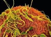 Fenómeno Ovulo Pegajoso