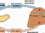 insulina efectos metabólicos