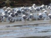 gaviotas recuperadas