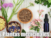 Listado Plantas medicinales utilizadas