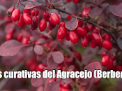 Propiedades curativas Agracejo (Berberís Vulcaris)