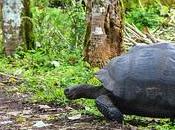 Tortuga gigante Galápagos