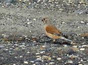 ANIVERSARIO... NUEVO PROYECTO HORIZONTE