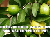 Descubre increíbles beneficios hojas guayaba para salud pelo piel