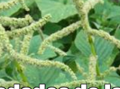 Propiedades Pira (Amaranthus)