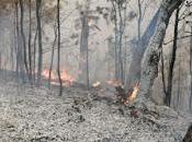 Continúa combate incendio forestal valle bravo