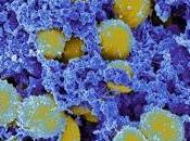 dalbavancina para eliminar Staphylococcus aureus