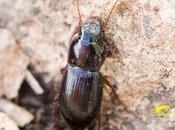 Harpalus