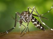 Inteligencia artificial identifica mosquito tigre