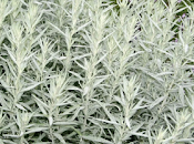 Artemisia ludoviciana propiedades, beneficios usos