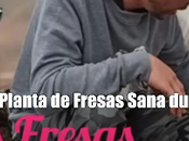 Como tener Planta Fresas Sana durante años Cuidados necesarios